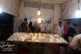 گزارشی از روند فروش حرام گوشتان دریایی در بازار ماهی فروشان بوشهر +تصویر